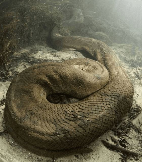 Mergulhador encontra a maior cobra do Brasil