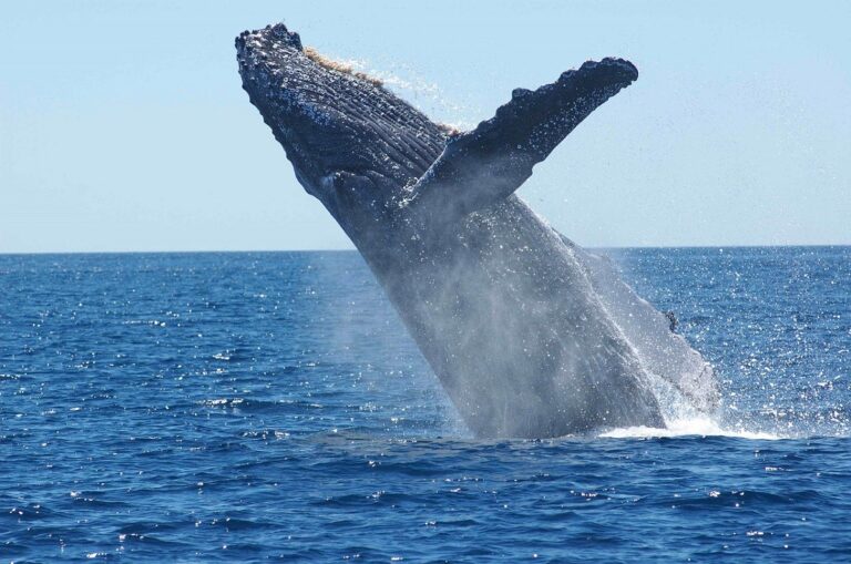 Baleias – Características das principais espécies e curiosidades