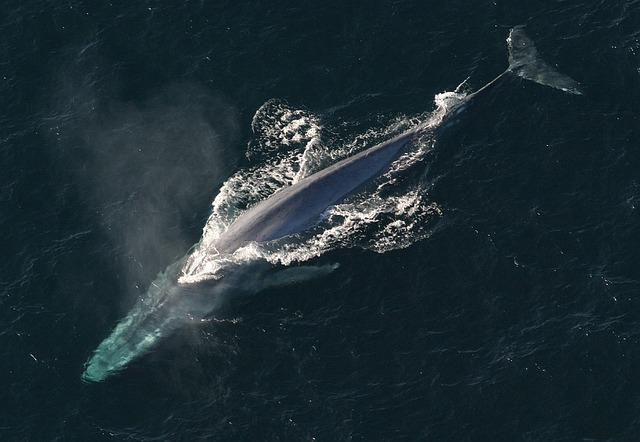 Baleia-azul