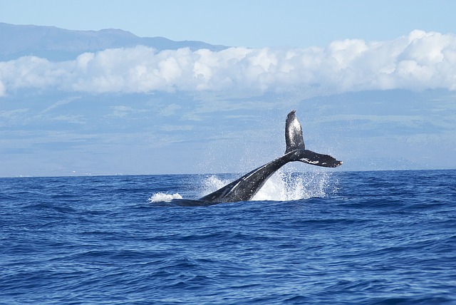 Características gerais das baleias 