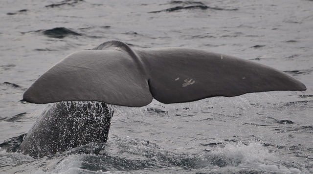 curiosidades sobre as baleias