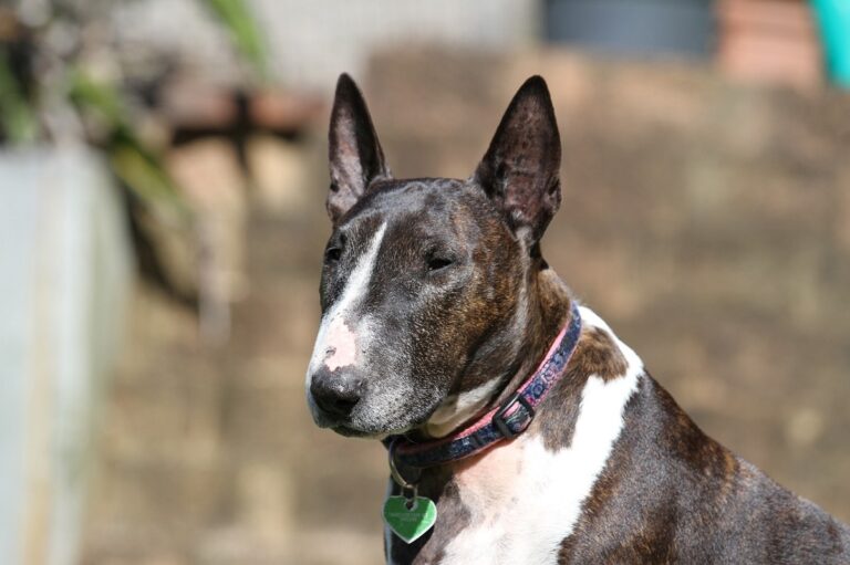 Bull Terrier – Características e curiosidades sobre a raça