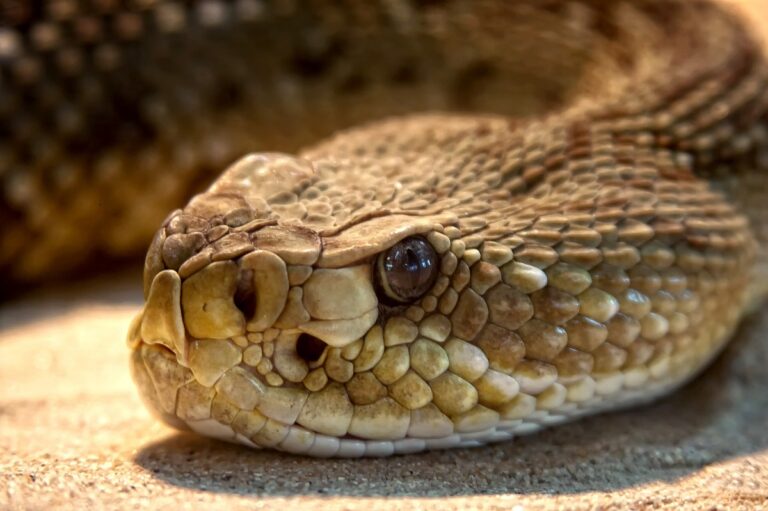 Cascavel – Como vive a cobra, características e riscos do veneno