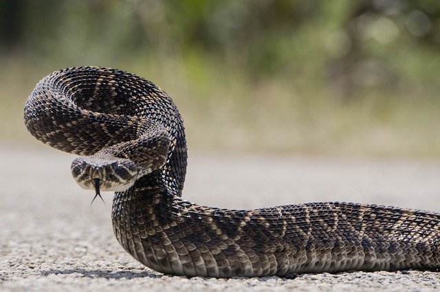 Perigo do veneno dessa serpente