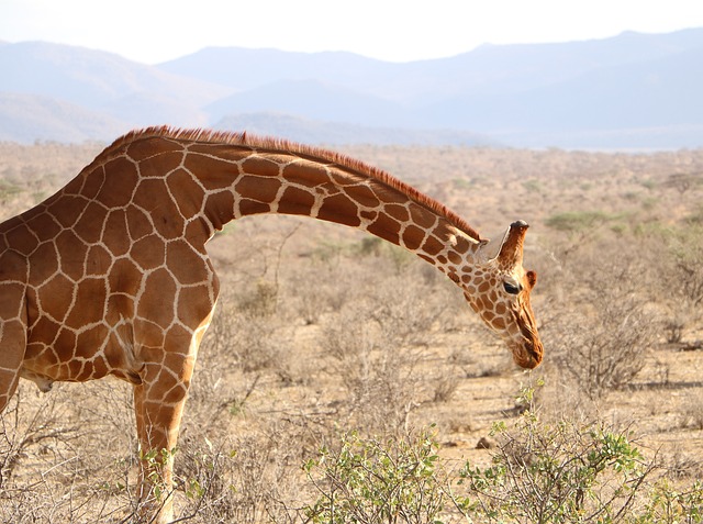 Pouca pressão na cabeça da girafa 