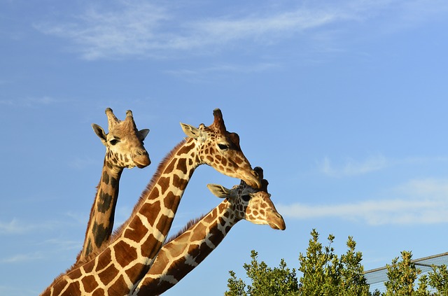 Espécies distintas de girafas
