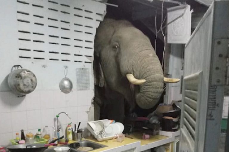Elefante arromba parede de cozinha para roubar comida na Tailândia