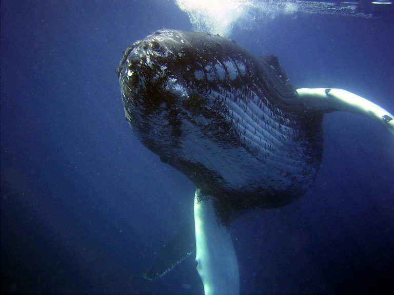 Homem é engolido e depois vomitado por uma baleia