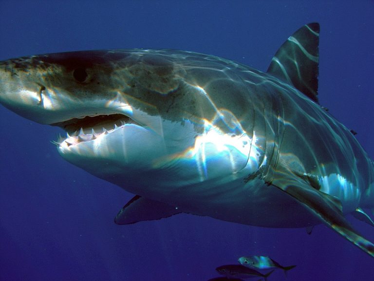 Por que o tubarão-branco não pode ir para o cativeiro?