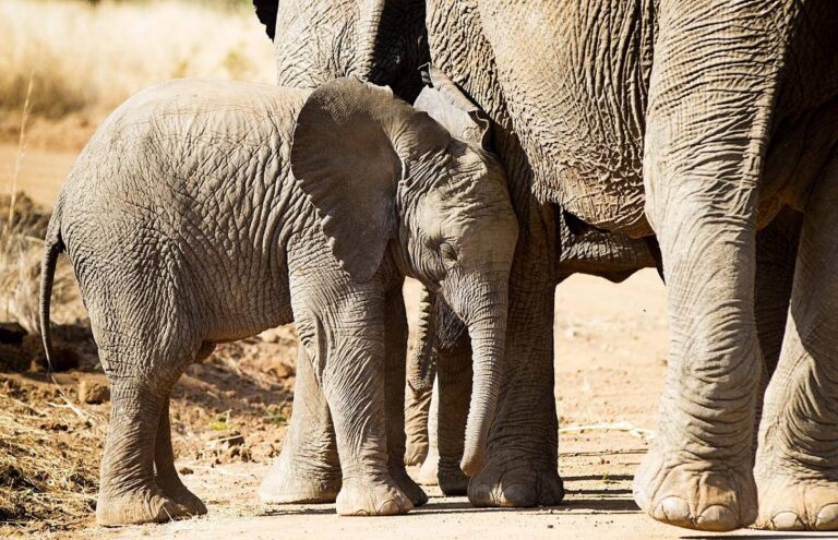 Elefantes estão nascendo sem presas em resposta à caça ilegal