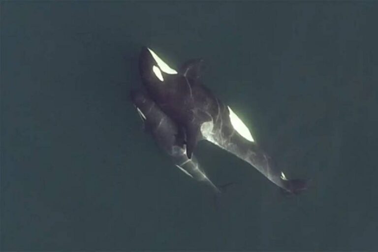 Drones revelam vida social complexa de baleias assassinas