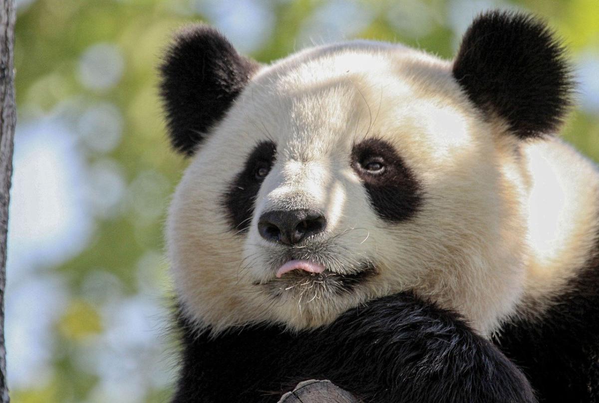 Urso panda: características, reprodução, curiosidades - Escola Kids